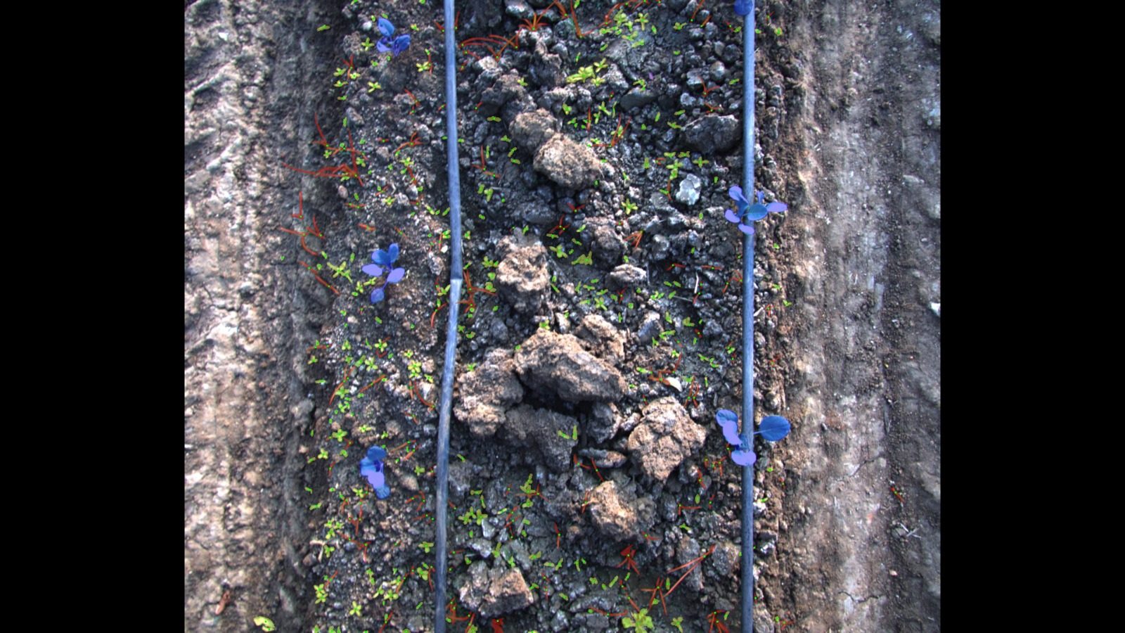 Agricultural crop annotation for robotic perception